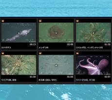 JAMSTEC　深海映像・画像アーカイブス